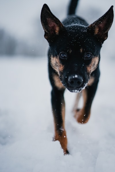 白天在雪地上的黑色和棕色短毛小狗